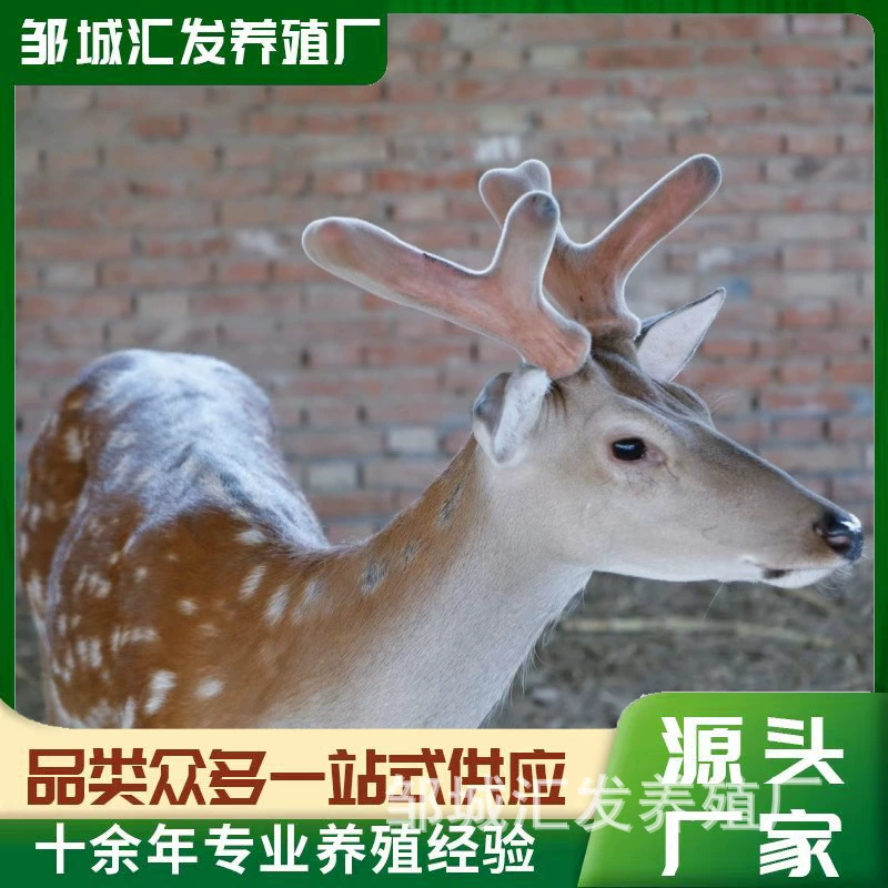 成年梅花鹿养殖场哪里有 小梅花鹿活体一只 梅花鹿回收价格
