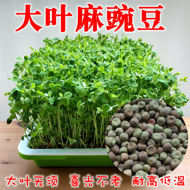厂家批发大叶麻豌豆种子可以生芽苗涮火锅绿麻豌豆种子