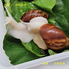批发大零售学生批发蜗牛蜗牛白玉蜗牛宠物观赏实验繁殖观赏摆摊