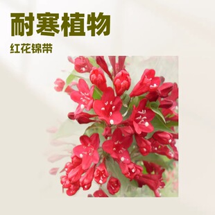 2026�ͺ������t�����\�� �ļ��\����С��G��������a��