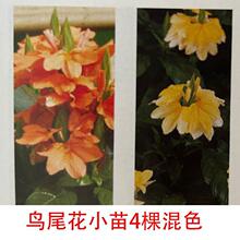 鸟尾花小苗穴盘苗好小苗耐热连续开花