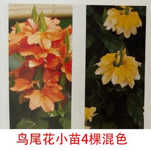 �Bβ��С��Ѩ�P���С���͟��B�m�_��