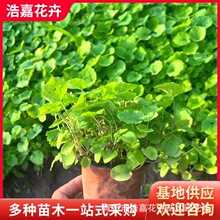 蓝紫花二月兰苗林下地被公园景观庭院绿化工程早春用耐寒耐贫瘠