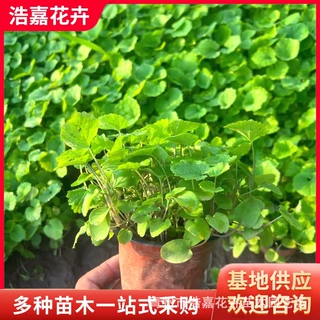 蓝紫花二月兰苗林下地被公园景观庭院绿化工程早春用耐寒耐贫瘠