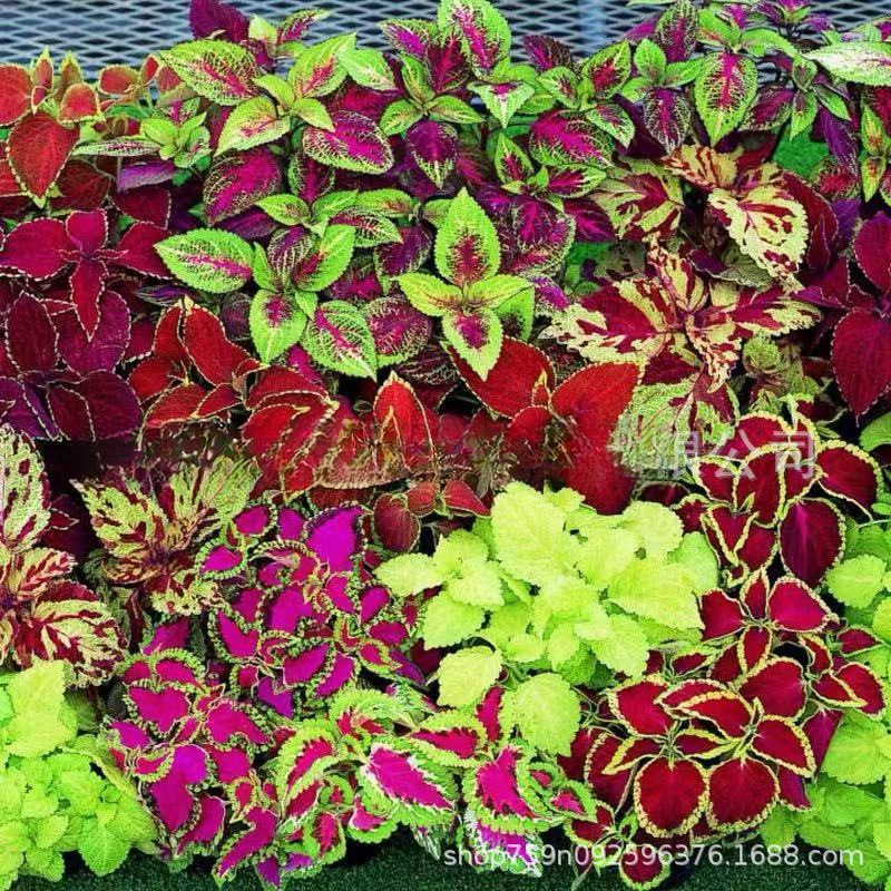 彩叶草种子 双色彩叶草种子 阳台庭院花种子批发 盆栽花卉 趣味