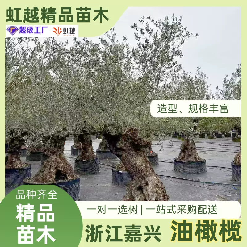 造型油橄榄洋橄榄树 庭院树 景观树名贵树别墅庭院民宿橄榄树造景