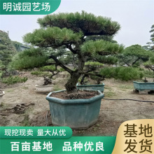 国产黑松盆景批发 造型黑松 别墅庭院树黑松价格 黑松景观松基地