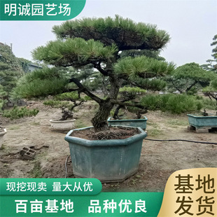 ���a�����辰���l ���ͺ��� �e��ͥԺ����Ƀr�� ���ɾ��^�ɻ���