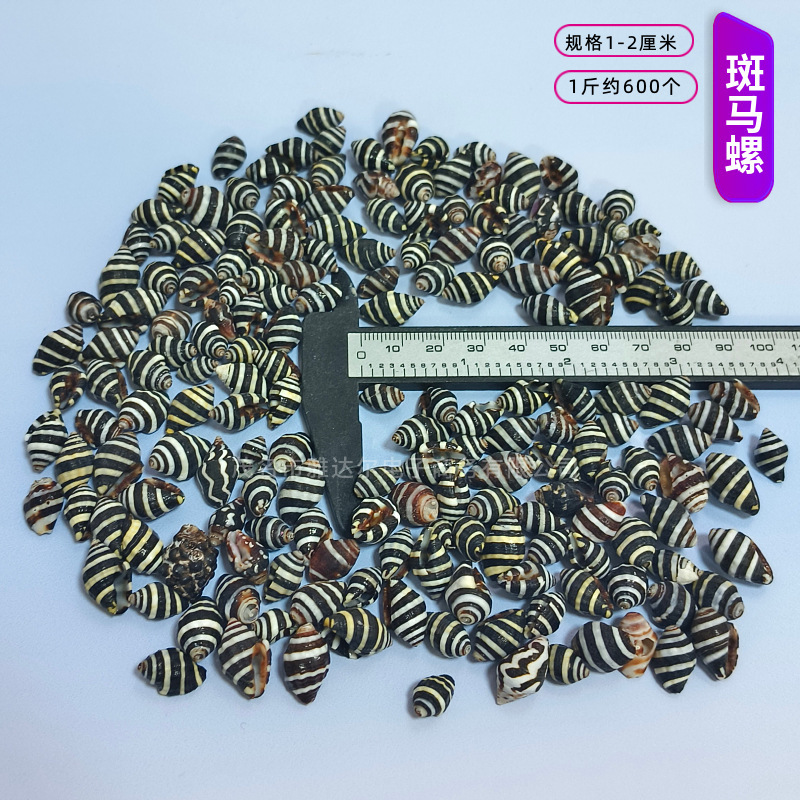 貝殻と法螺貝 1～2cmをポンド単位で販売、貝殻と砂を混ぜて手作りのDIYテーブルを製作、ドリフトボトルを製作|undefined