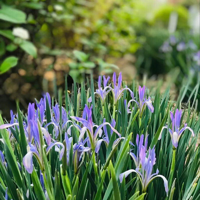 Semillas de flores, semillas de flores.