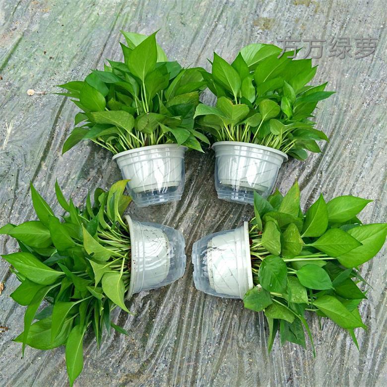 게으른 물 저장통 4개 + 비료 6개 [높이 30Cm 대형 포토스]