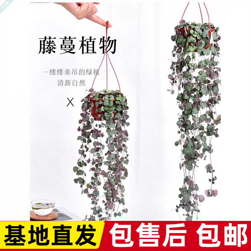 吊兰百万心串钱藤爱之蔓锦一寸心垂吊植物四季绿悬挂多肉编织吊篮