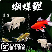 顺丰台湾蝴蝶鲤鱼球体短身大鳍长尾冷水鱼锦鲤红色观赏鱼苗新手鱼