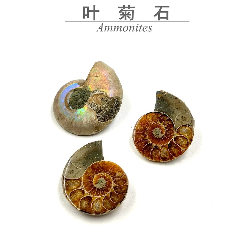 古生物化石標本馬達加斯加化石斑彩螺化石葉菊石化石標本教學標本