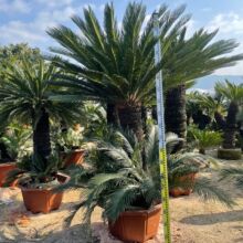 FGֲ辰 ĴFl Fԃr^~G