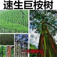 �������N�� �²ɾ��� �V��9̖ ��N�� �{������� ��ľ�N���·N