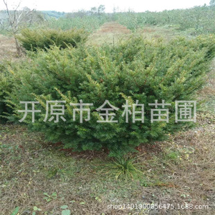 �ͺ��|���������͘�ռ������t��ɼ�����|���|���t��ɼ�辰ֲ��