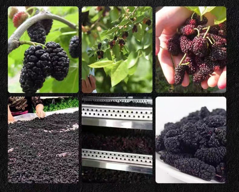 Mulberry Fruit Dried (Morus alba) — Xinjiang Sang Shen, No-Wash Ready-to-Eat Herbal Tea specifications