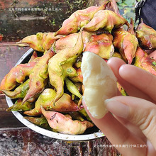 老菱角新鲜大果湖南现摘粉糯莲角生吃水果蔬菜非洪湖红凌零角包邮