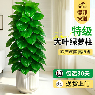 ���~�G�}�����Կ͏d���;Gֲ�҃Ⱥ��B�G�jֲ����w�¾Ӵ���ֲ��