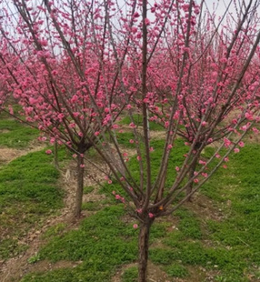 Dropshipping Red Plum Blossom Cold-Resistant Sapling Green Plum Sapling Native Red Plum Bone Red Wintersweet Fragrant Garden Flower