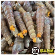 海鲜麻辣鲜活新鲜平头顺丰包邮钉螺烧烤店去尾钉螺自助餐商用批发
