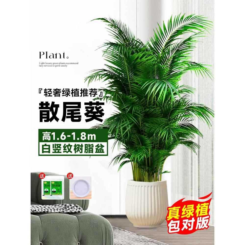 [Door to Door Delivery] 고품질 느슨한 꼬리 해바라기 1.6- 1.9m 그루★ 흰색 세로무늬 세면대 + 바텀 브라켓★사계절 상록수 애완동물