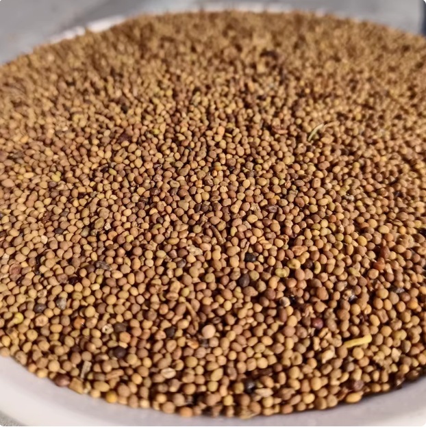 Inner Mongolia Dodder Seed Tu Si Zi Dried Herb for Tea and Wine Soaking 250g in use