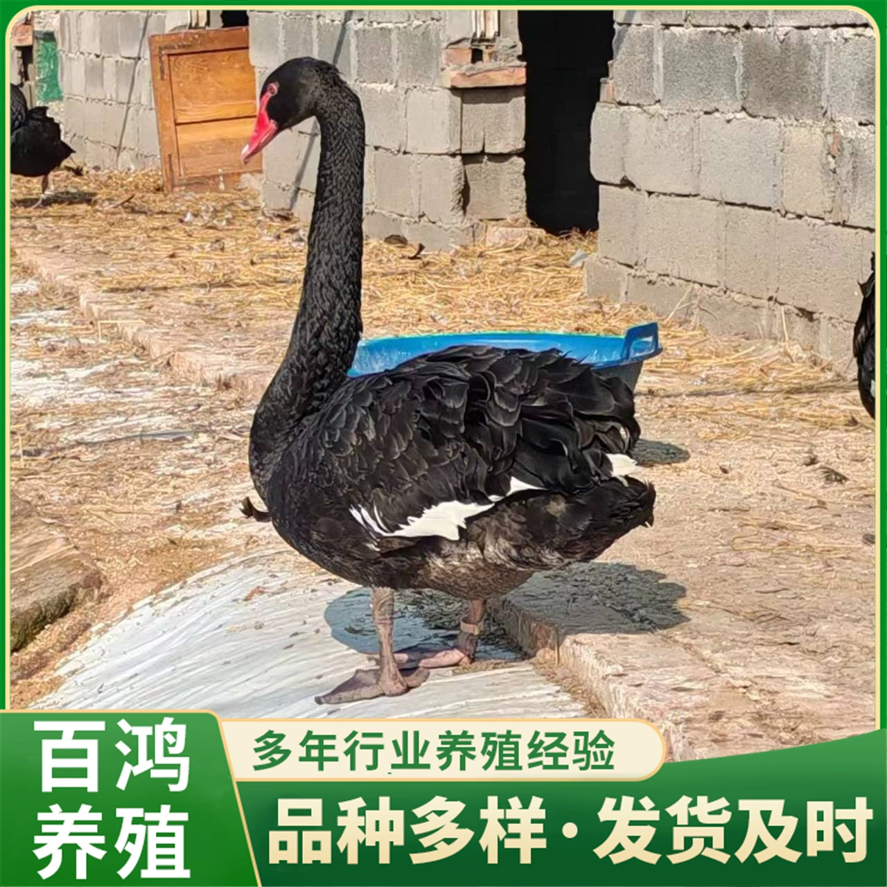 Живые черные лебеди на продажу, молодые черные лебеди, живые черные лебеди для живописных мест, цена на живых черных лебедей для просмотра.