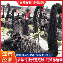 山東哪里有賣黑天鵝活體幼苗 黑天鵝苗多少錢一只 珍禽養殖基地