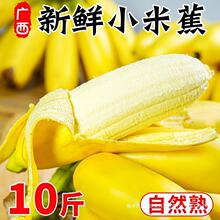 广西小米蕉香蕉10斤新鲜水果整箱当季鲜苹果蕉自然熟粉蕉包邮
