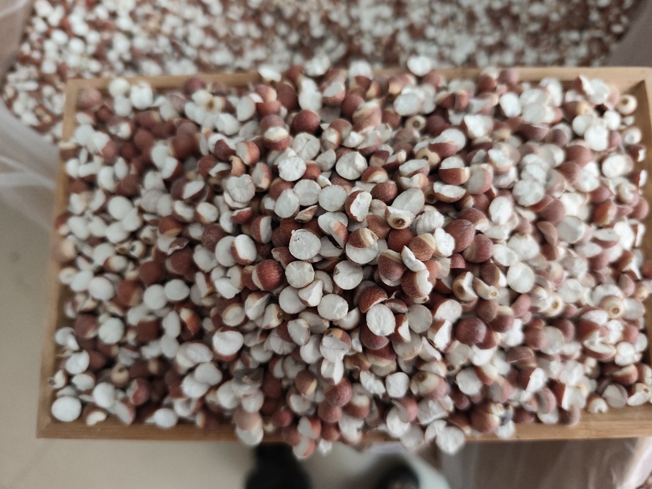 Dried Euryale Seed Qian Shi 芡实 Whole Round Kernels 10mm Grade 1 Herbal Grain for Soup and Congee quality and texture