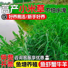 小米草种子四季高产水椑草耐水淹鱼塘养殖水草鱼虾蟹喜食牧草种籽