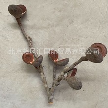 【哈克木】进口干花干果天然植物家居装饰插花抖音网红畅销品