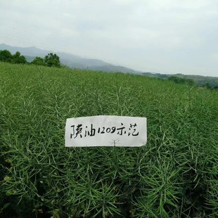 Shanyou 1209 Flower Seed High-Oil Rapeseed Medium-Early Maturing Cabbage-Type Two-Line Hybrid Autumn Sowing Yellow Seed Rapeseed