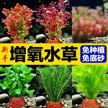 鱼缸装饰水草增氧造景神器红宫廷水草养鱼水草组合套餐火山石蜈蚣