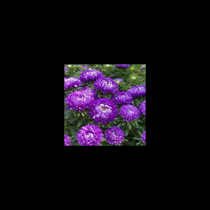 Семена в горшках, семена хризантемы, семена синей хризантемы, семена крупных двойных цветов хризантемы, 50 шт.