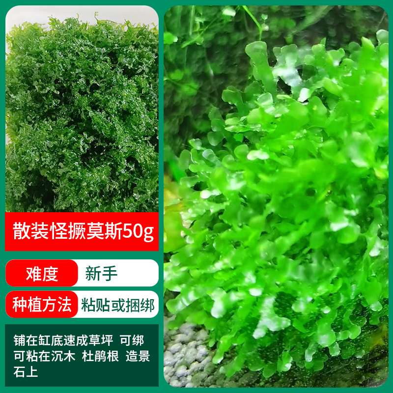 벌크 몬스터 모스 50g [프리 바인딩 와이어]❤특별한 제안]