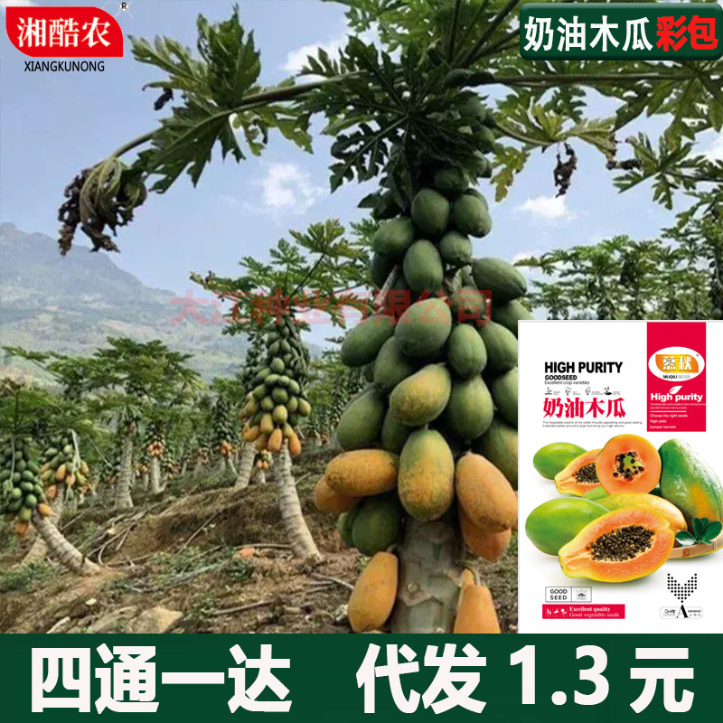 Cream Papaya Seeds, Southern Variety, Four-Season Fruiting, Potted Plant, Genuine Dwarf Hawaiian Fruit Papaya Cream Papaya Seeds, Southern Variety, Four-Season Fruiting, Potted Plant, Genuine Dwarf Hawaiian Fruit Papaya