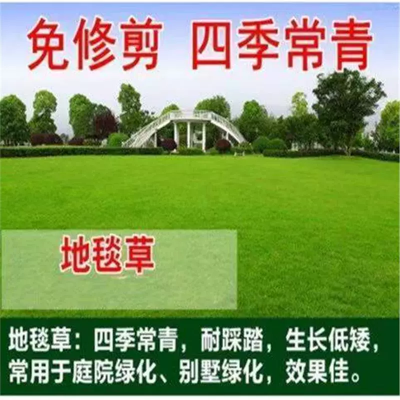 Зеленые семена газонных гномов, семена газонной травы без обрезки, семена газонной травы для защиты склонов, четырехсезонный двор, морозостойкий четырехсезонный зеленый цвет.