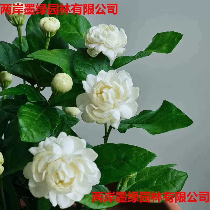 Оптовая продажа крупноквашечного ароматного жасмина в горшке для дома, для очистки воздуха, с бутонами, с доставкой.