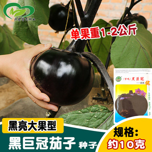 �Lɭ�N�I�ھ޹����ӷN��  �r��ˈ@���N�ڈA���Ӵ�����ӷN��