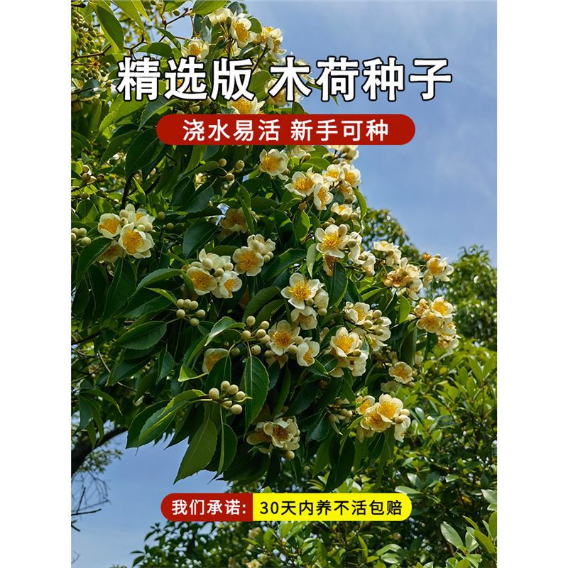 木荷种子林木种子木荷树种 荷木荷树种子园林绿化行道树种子