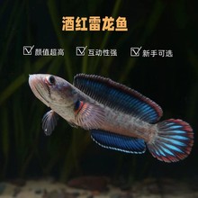 酒红雷龙鱼热带观赏鱼小型凶猛鱼苗血斑奶茶雷龙七彩雷龙活体包邮
