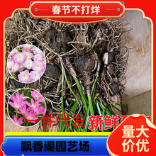 云南直发风雨兰种球重瓣对版韭兰 韭莲韭菜兰胖丽丽种子庭院花卉