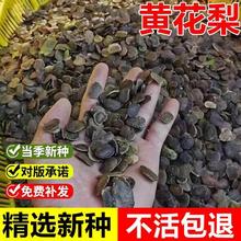 当年新采黄花梨种子正宗海南黄花梨降香黄檀多年生乔木珍稀树种子