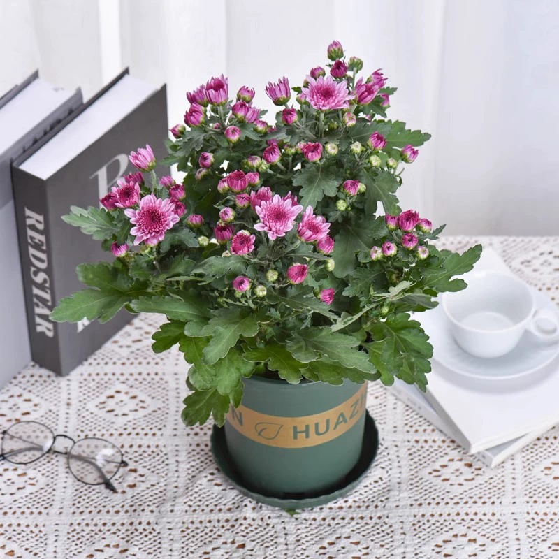 Голландская хризантема в горшках с двойными лепестками хризантемы