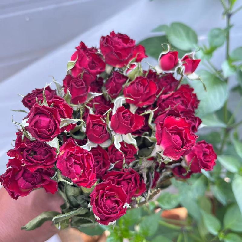 多頭バラ泡薔薇乾花薔薇花束雲南乾花滴糊花フォトフレーム花材補助材飾り|undefined