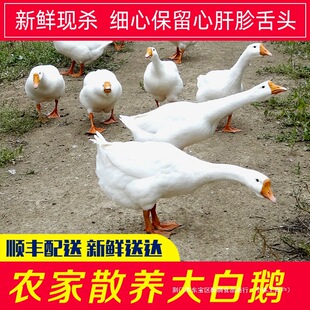 �r��ɢ�B���r����Z���B���Z�F�����Z��������Z���Z�חl�Z�����Z