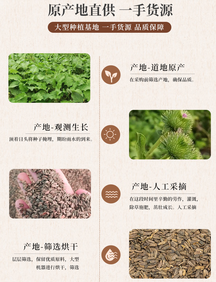 Dried Burdock Seed Niu Bang Zi 牛蒡子 Traditional Chinese Herb Clean Sifted 1 lb Bulk quality and texture